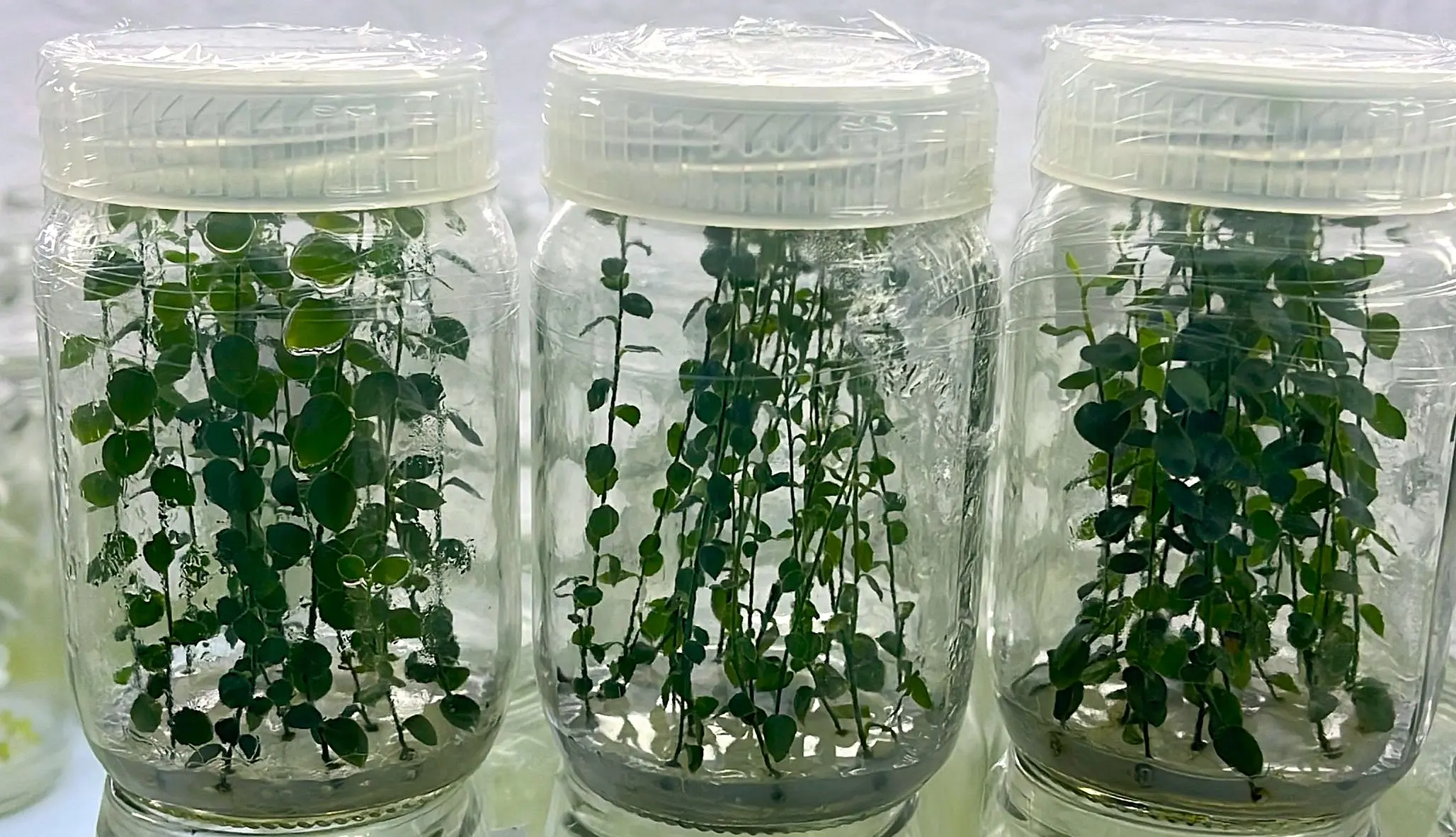 Cultivos in-vitro en frascos de laboratorio Neobiotek